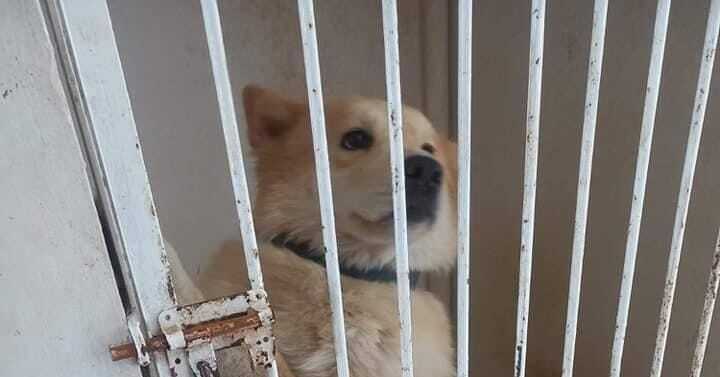 Una perrita llamada 'Nala' fue detenida en Yucatán tras causar un accidente vial