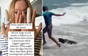 “Parecía un tiburón”: actriz fue mordida 6 veces por una foca #VIDEO
