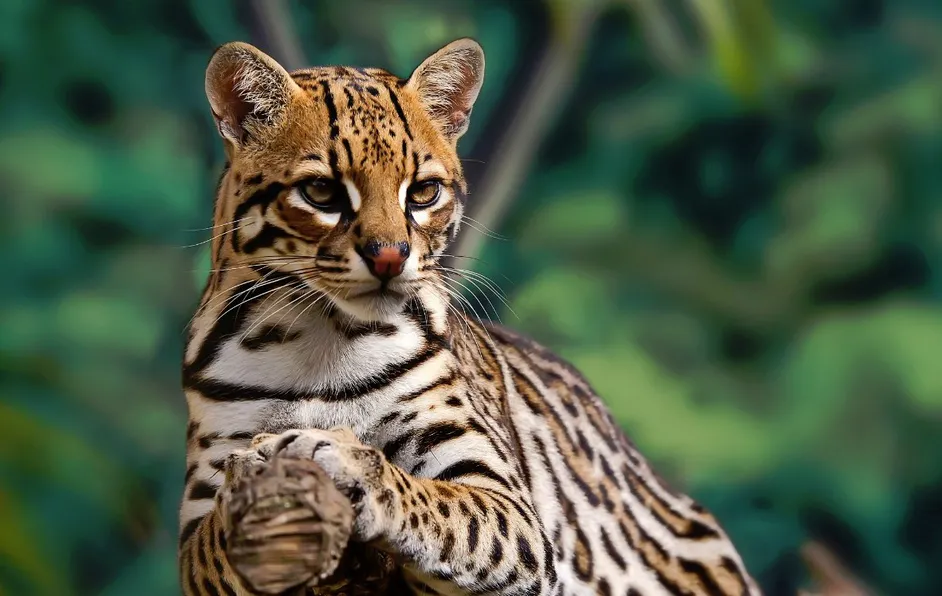 Ocelote muere atropellado en carretera de Veracruz; policías intentaron salvarlo