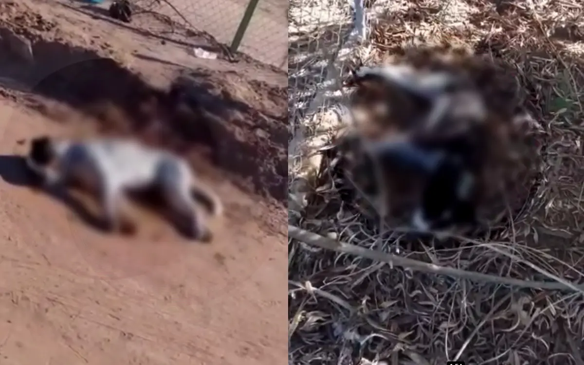 Fiscalía de Sonora investiga envenenamiento masivo de perros en Caborca