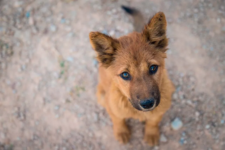 Avanza dictamen para garantizar el bienestar de los animales en CDMX