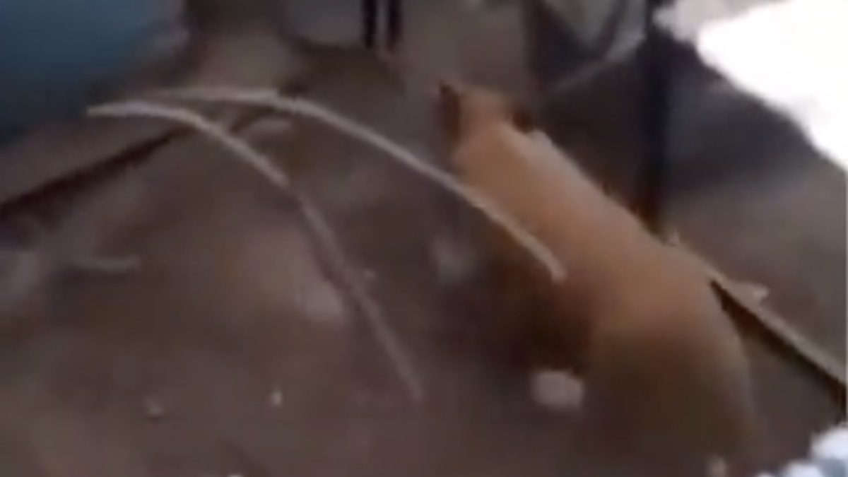 Denuncian hacinamiento de un león en una casa en Balcones del Sur, Puebla #VIDEO