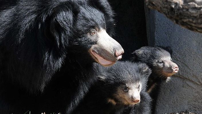 Tres osos mueren de frío en un avión inmovilizado en aeropuerto belga