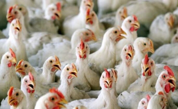 Se detecta el primer caso humano de influenza aviar A H5N1 en América Latina: OPS