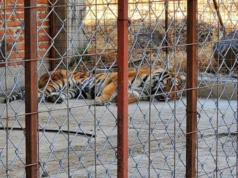 FGR asegura un tigre de bengala, búfalos y avestruces en un rancho en Jalisco