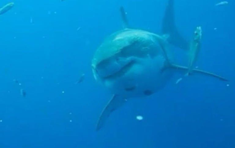 Hombres es decapitado por tiburón blanco mientras buceaba en bahía de Tobari, Sonora