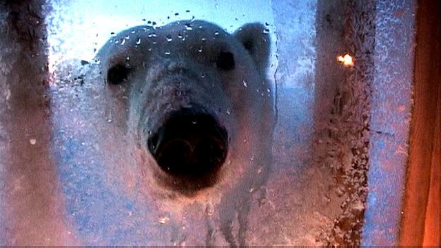 Oso polar mata a dos personas y persigue a varios residentes en un pueblo de Alaska