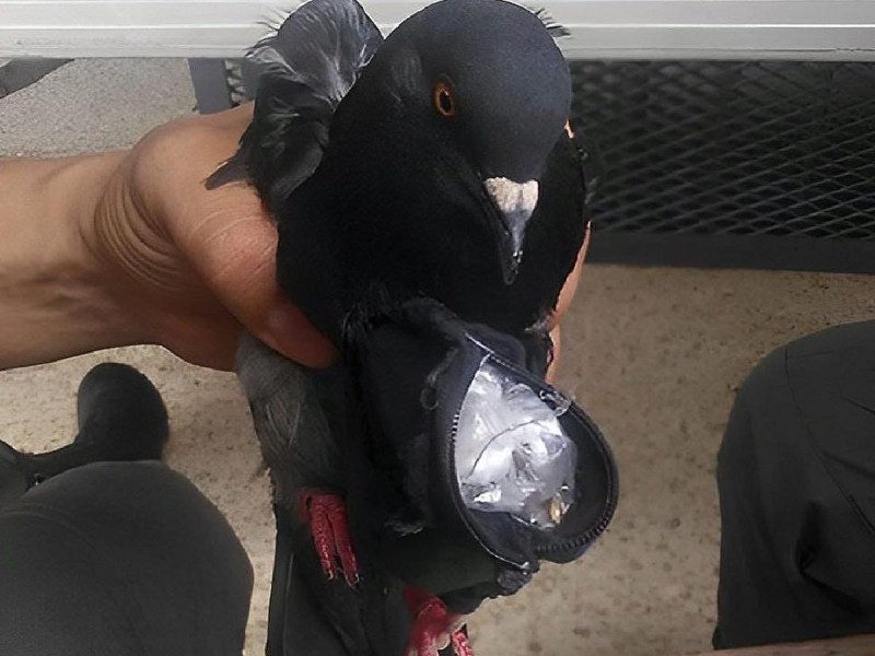 'Narco' paloma es detenida por transportar metanfetaminas en una mochilita