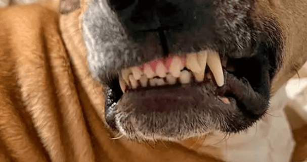 Niño de 6 años muere tras ataque de perro en su casa en Zapopan