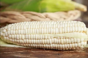 Gobierno impone arancel de 50% a exportaciones de maíz para estabilizar precio de tortilla