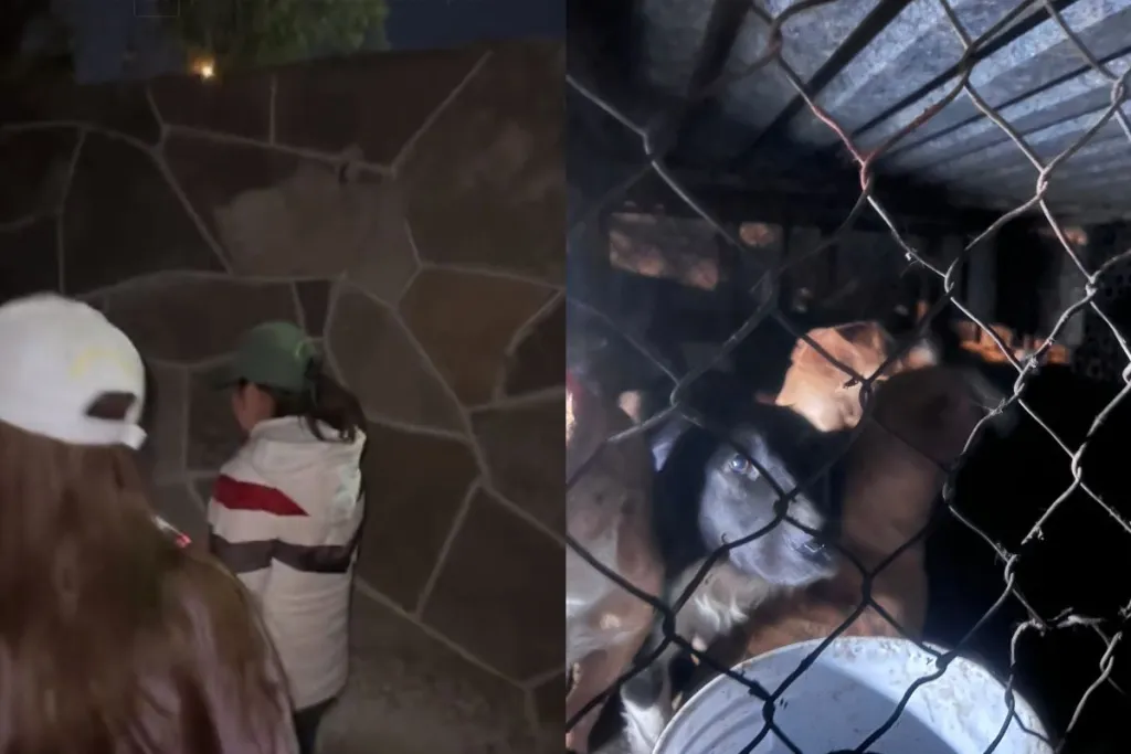 “¡Tenemos que salvarlos!”: Investigan fosa con perros en antirrábico de Zumpango #VIDEO