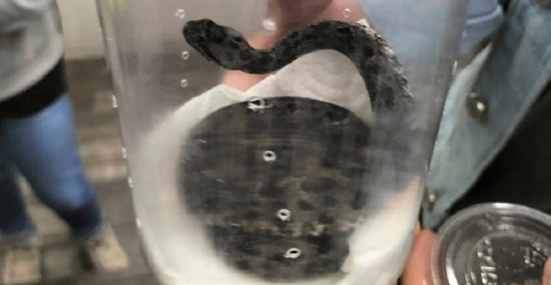 Policía asegura una víbora de cascabel en el Metro; la iban a vender