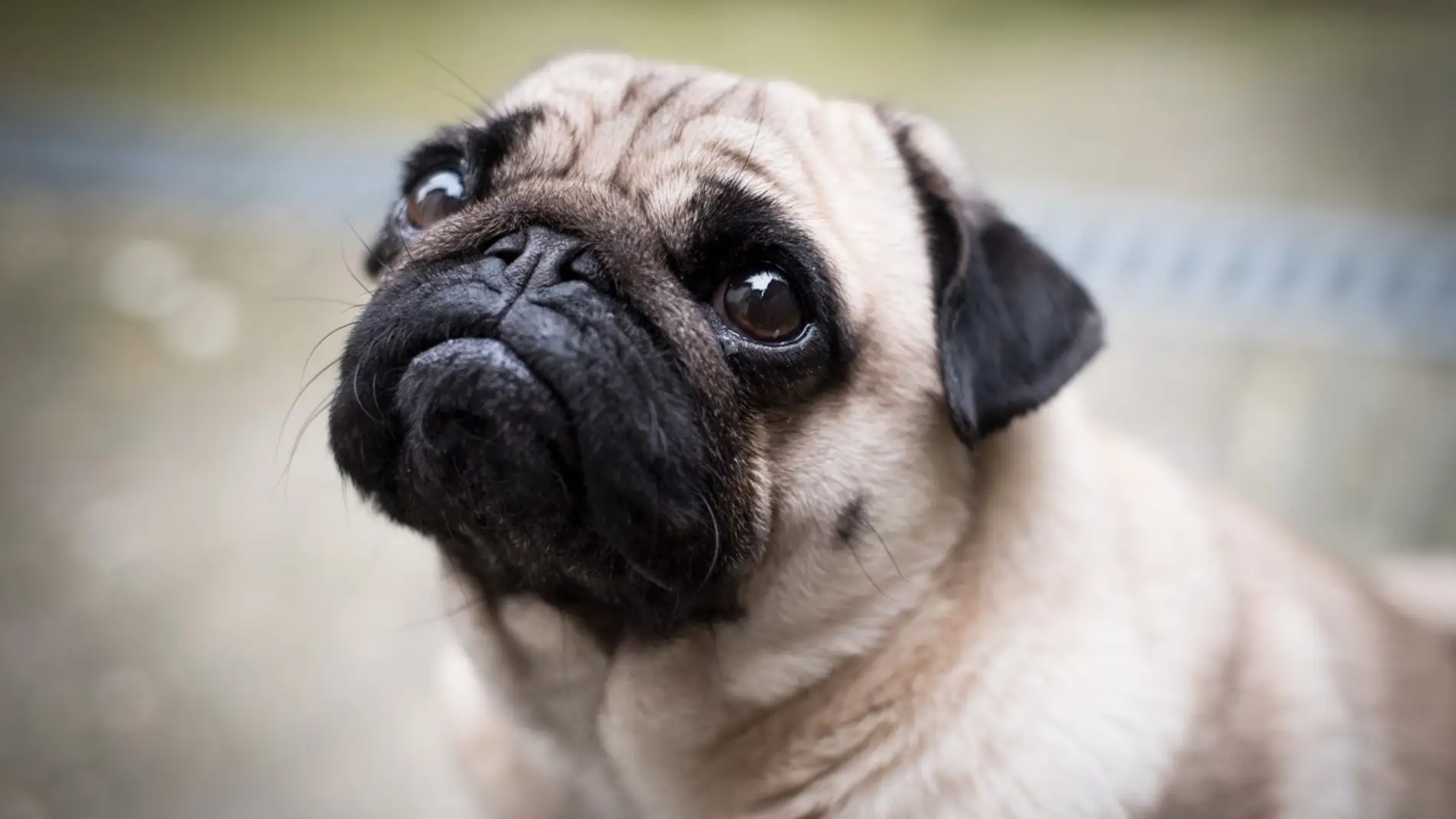 Países Bajos busca prohibir posesión de perros con hocico chato