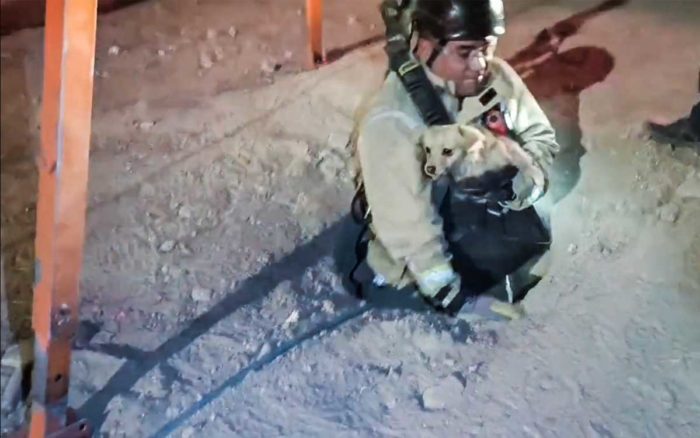 Bomberos rescatan a perrito atrapado en un coladera en Jalisco #VIDEO