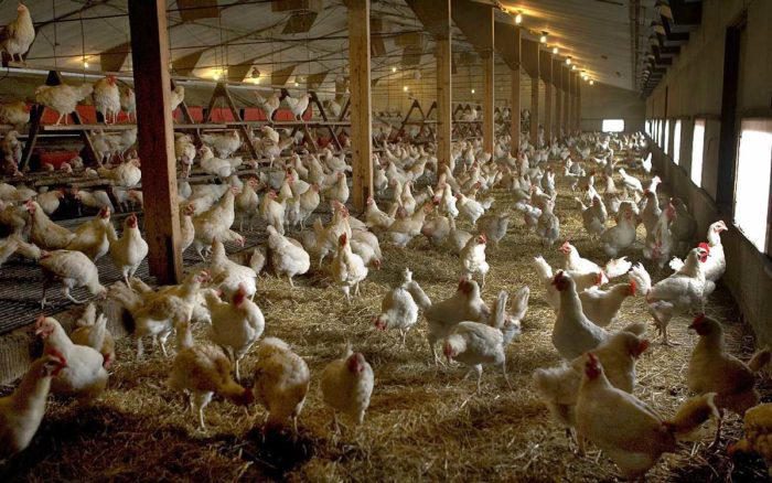 16 granjas en Yucatán están en "vacío sanitario" por influenza aviar