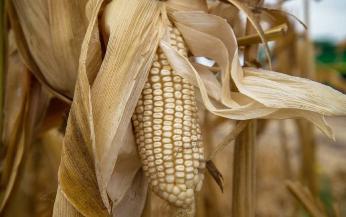 Aranceles a maíz blanco son para detener inflación, justifica AMLO