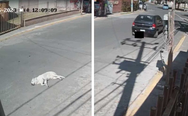 Automovilista arrolla a una perrita en Chalco y huye