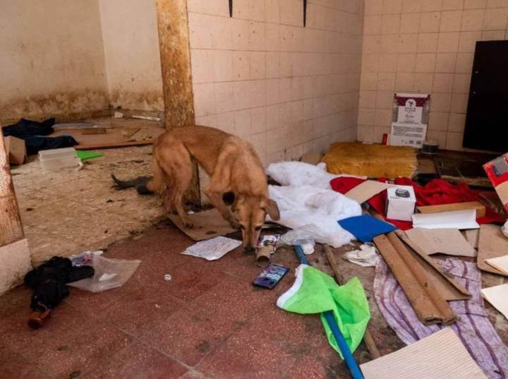 Denuncian maltrato animal en vivienda de Atizapán de Zaragoza