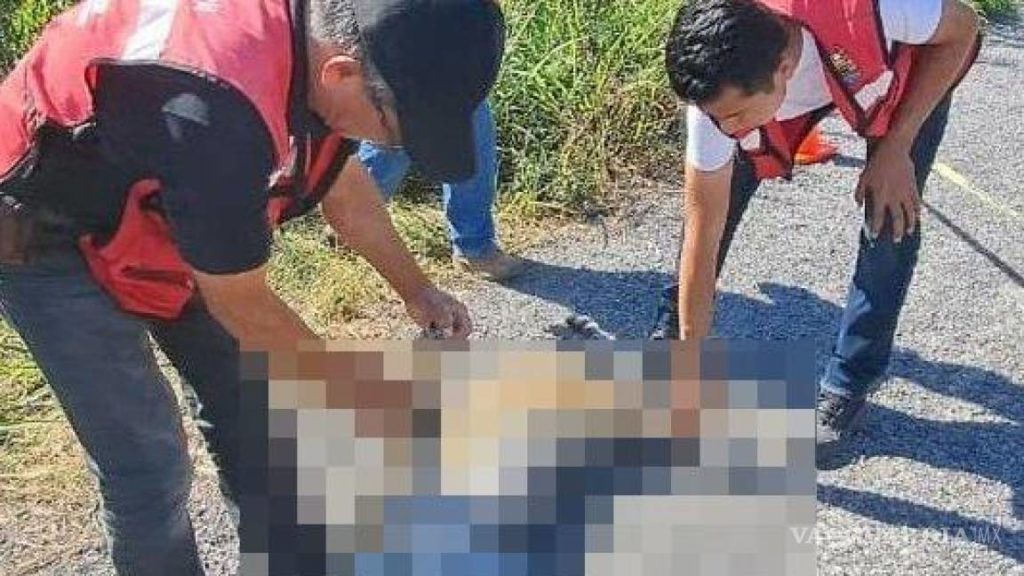 Jaguar muere arrollado en una carretera de Tamaulipas
