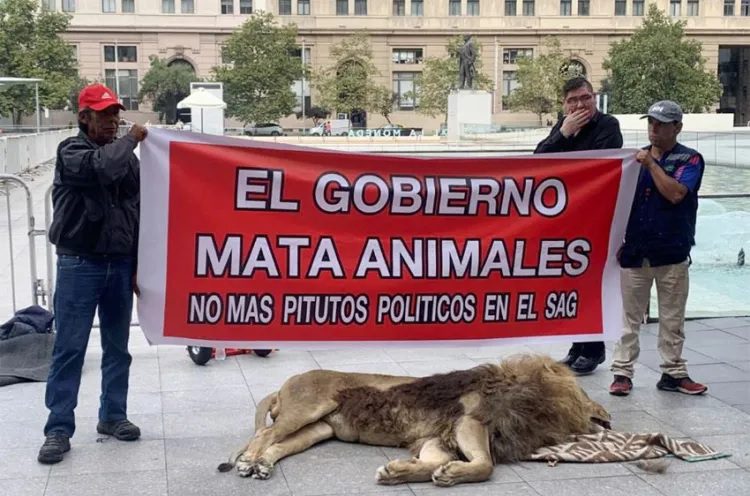 León muerto protagoniza protesta frente a la sede de gobierno en Chile