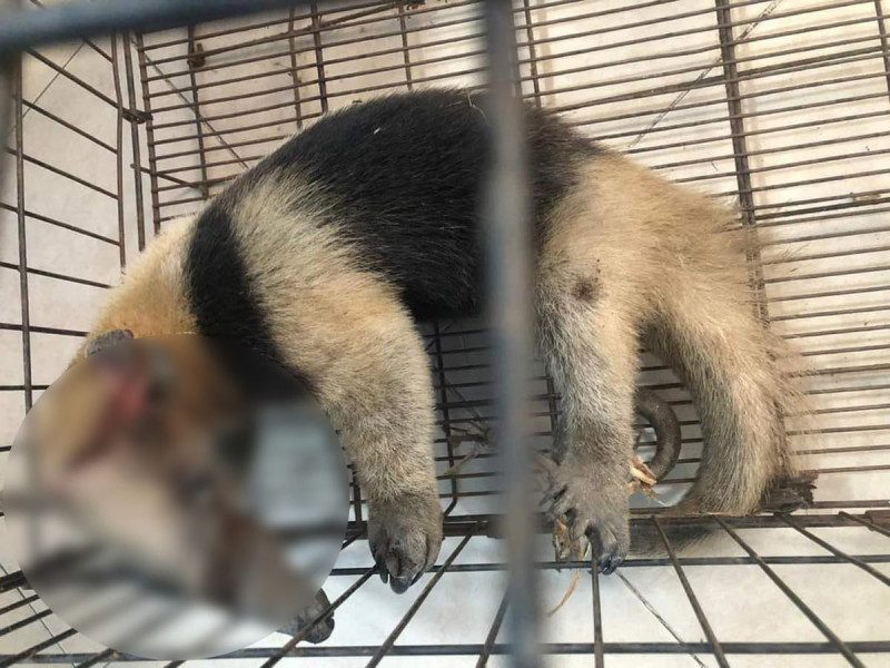 Matan a machetazos a oso hormiguero en pueblo de Hidalgo