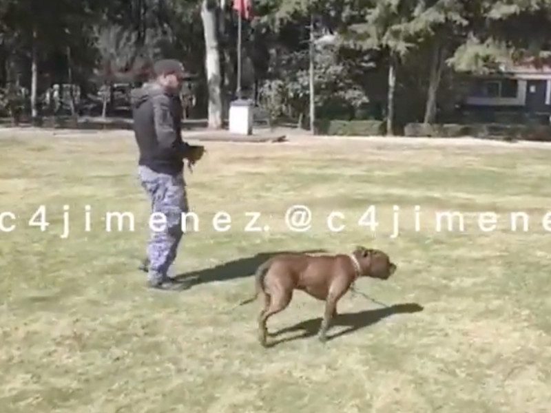 Perrito detenido por morder a una policía en la Roma ya está libre