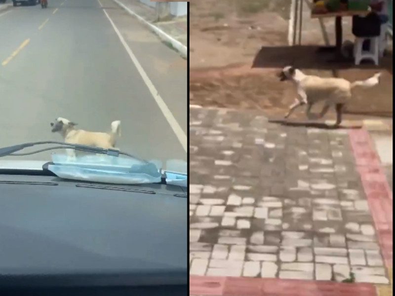 Perrito impide que ambulancia se lleve a su dueño lesionado