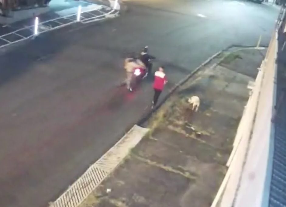 Perrito salva a su dueño de un asalto