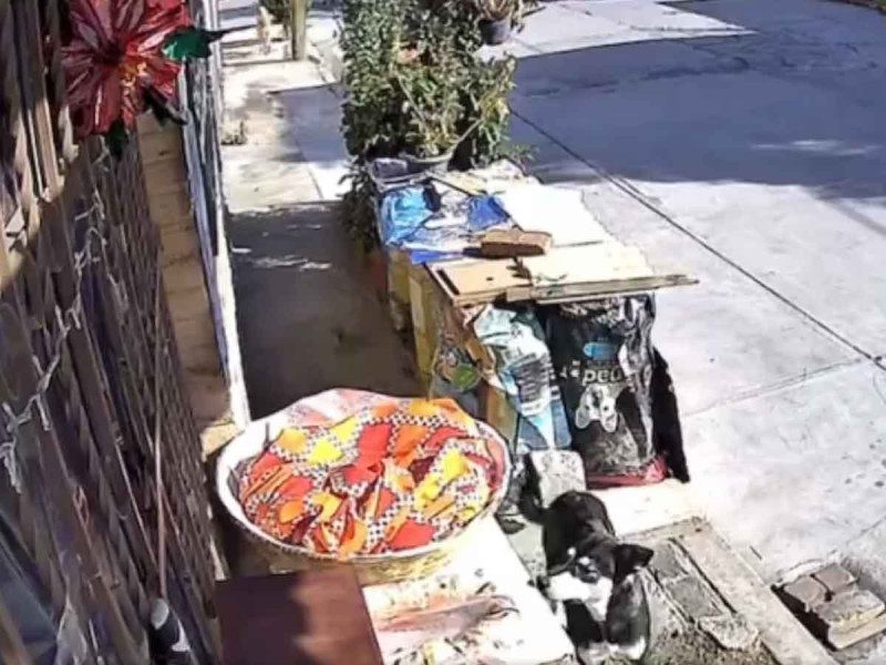 Perrito se roba una rosca de Día de Reyes y huye