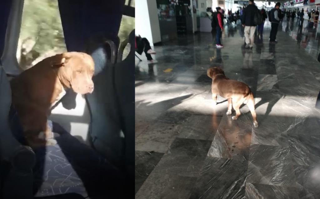 Perrito se sube a un autobús por error en Pachuca y lo ayudan a reencontrarse con su familia