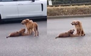 Perritos protegen a su “amigo” atropellado en carretera de China #VIDEO
