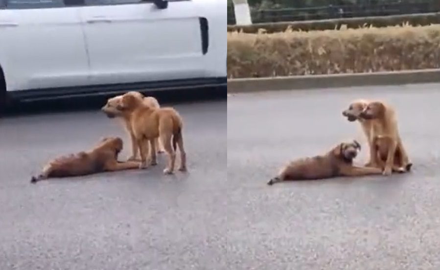 Perritos protegen a su amigo atropellado en carretera de China