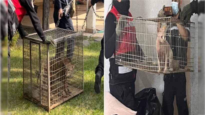 Rescatan a 27 animales en situación de abandono en Ixtapaluca