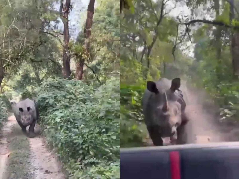 Rinoceronte persigue a turistas en un safari de la India
