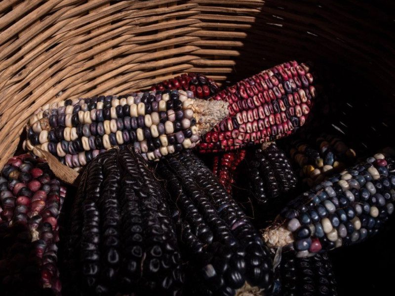 Razas de maíz en México y sus características
