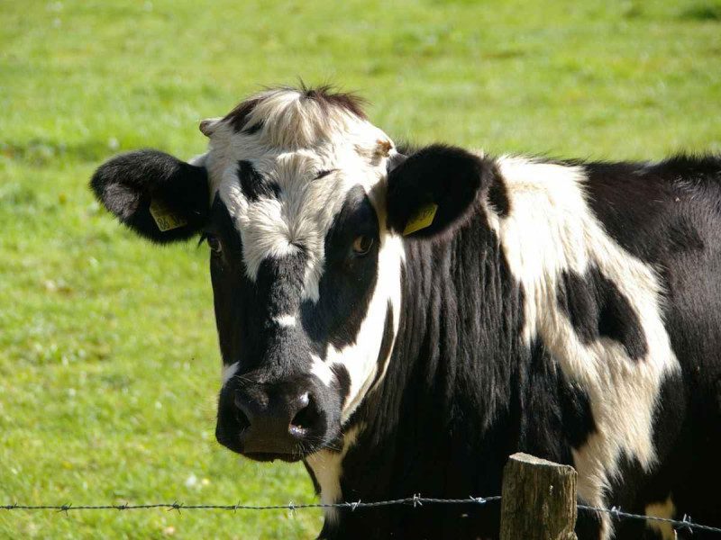 Tiene Brasil probable caso de vacas locas