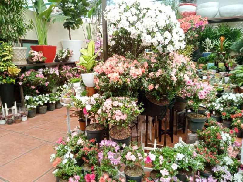 Viveros de Coyoacán celebran con ‘Las azaleas’ sus 59 años