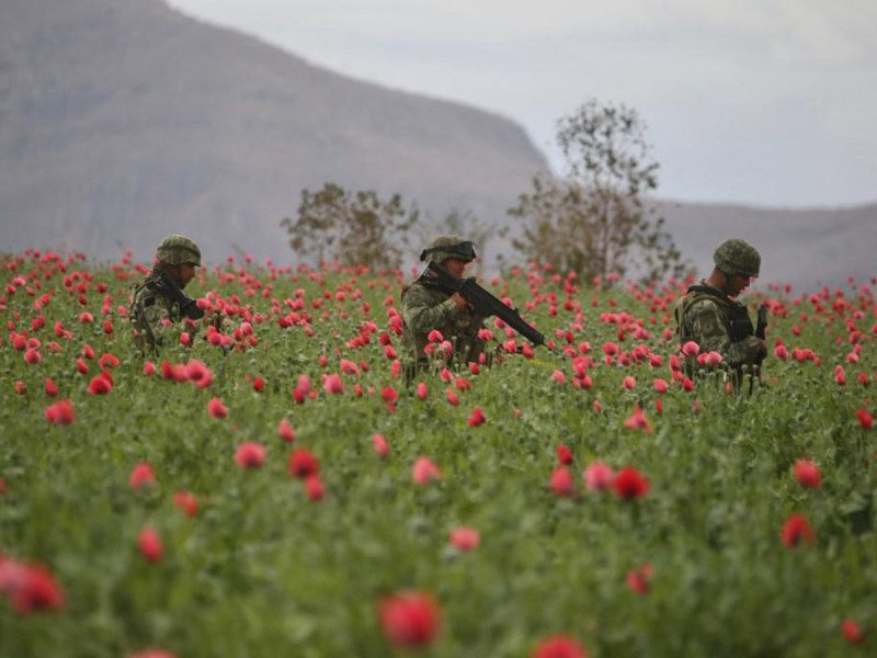 Aseguran mega plantío de amapola; el más grande en lo que va del año
