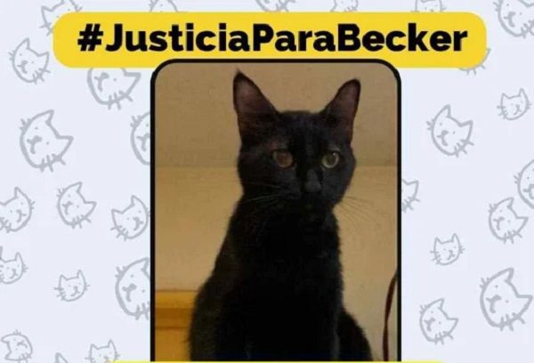 Sentencian a sujeto que atropelló y mató al gatito 'Becker' en León, Guanajuato