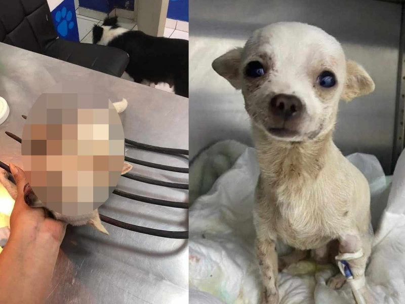 Perrito chihuahua en Nayarit resulta gravemente herido tras defender su casa de unos ladrones