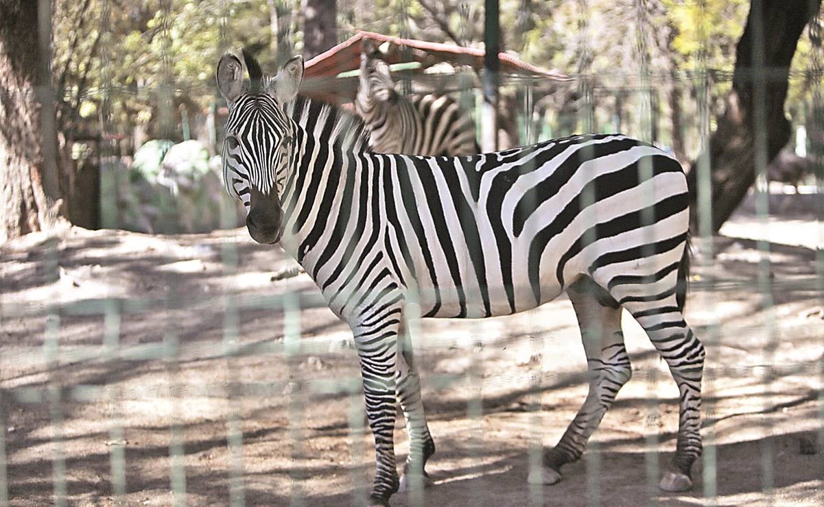 Animales del zoológico de Guerrero fueron vendidos, sacrificados y hasta cocinados