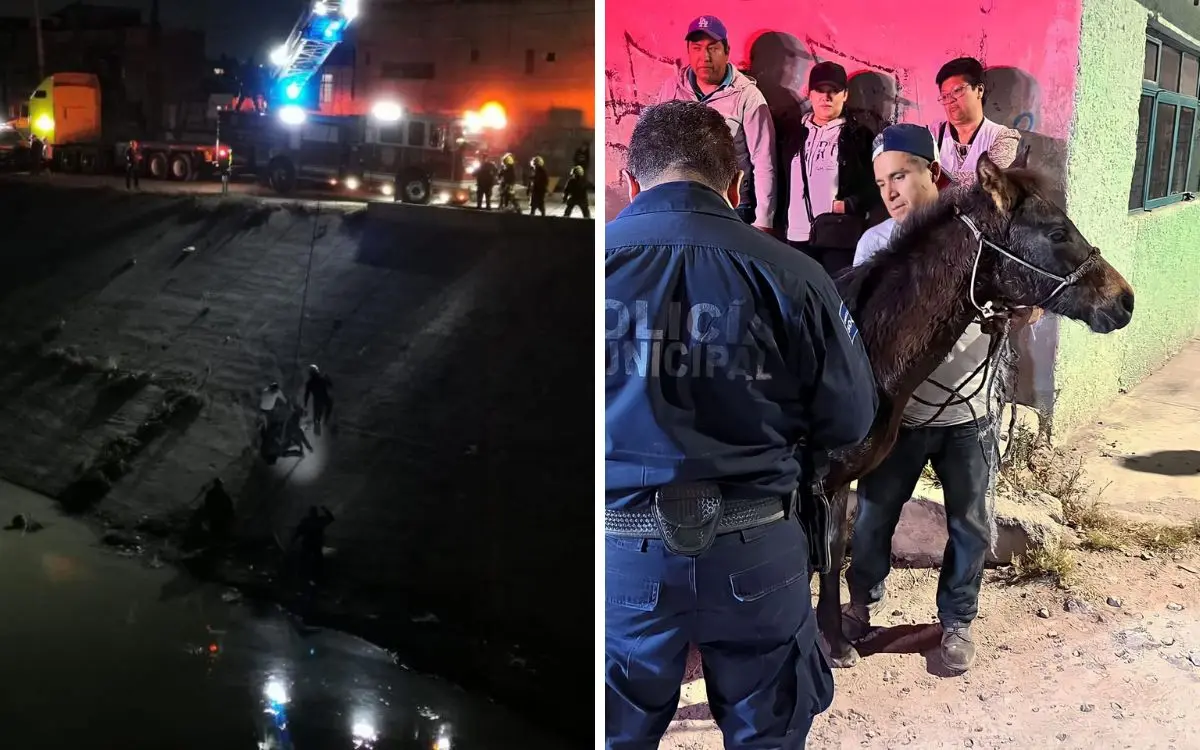 Rescatan a caballo atrapado durante 4 días en canal de aguas negras en Cuautitlán #VIDEOS