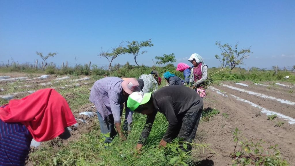 42 jornaleros eran esclavizados en un campo agrícola en Ahome, Sinaloa