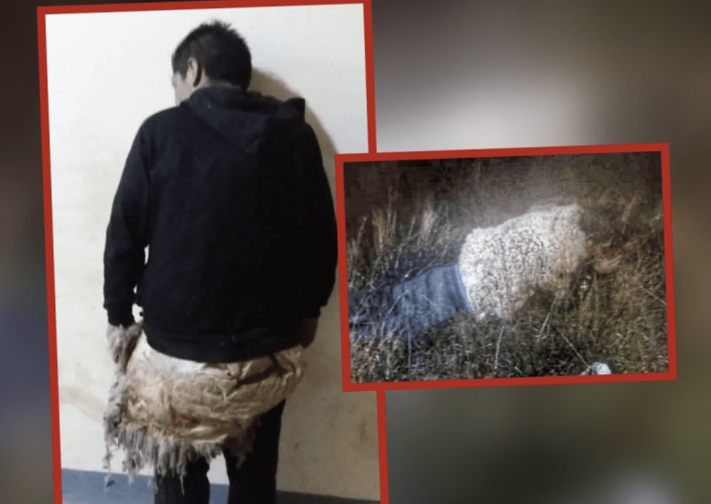 Lobo en piel de oveja