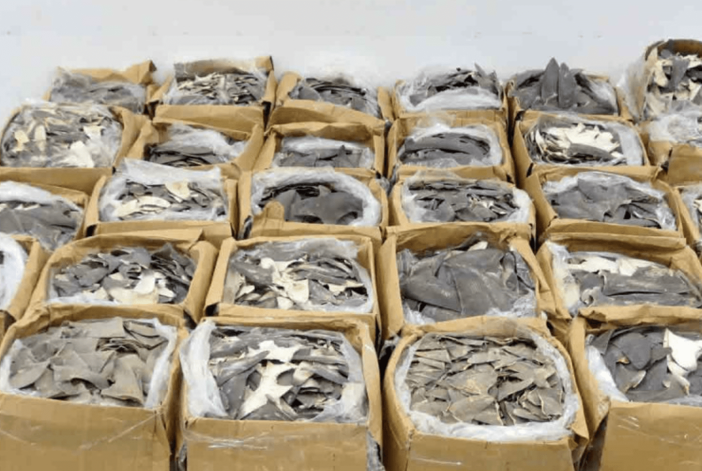 Decomisan en Hong Kong 1.2 toneladas de aletas de tiburón procedentes de México