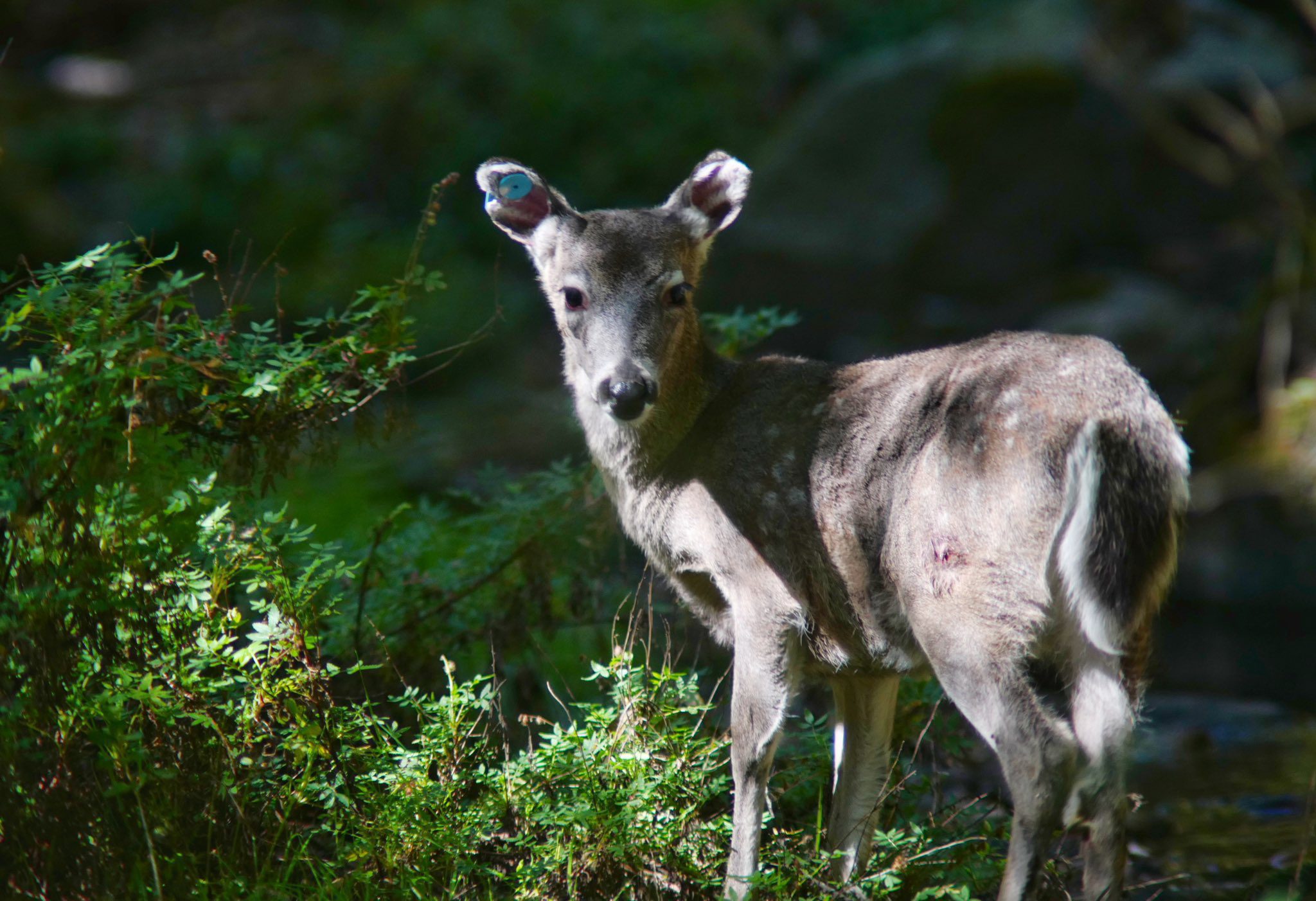 Preliberan Venados de cola blanca en el Desierto de los Leones