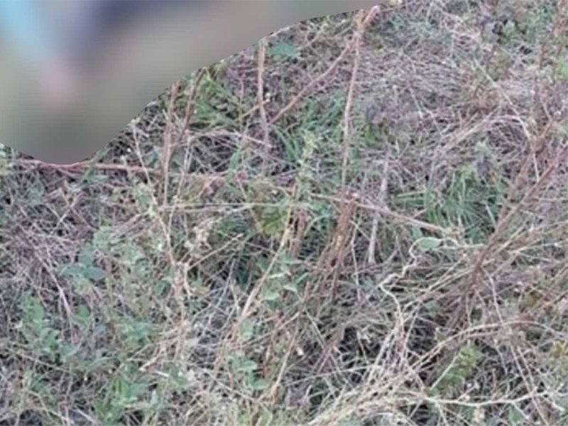 Asesinan a dos hermanos que vendían frituras en Oaxaca