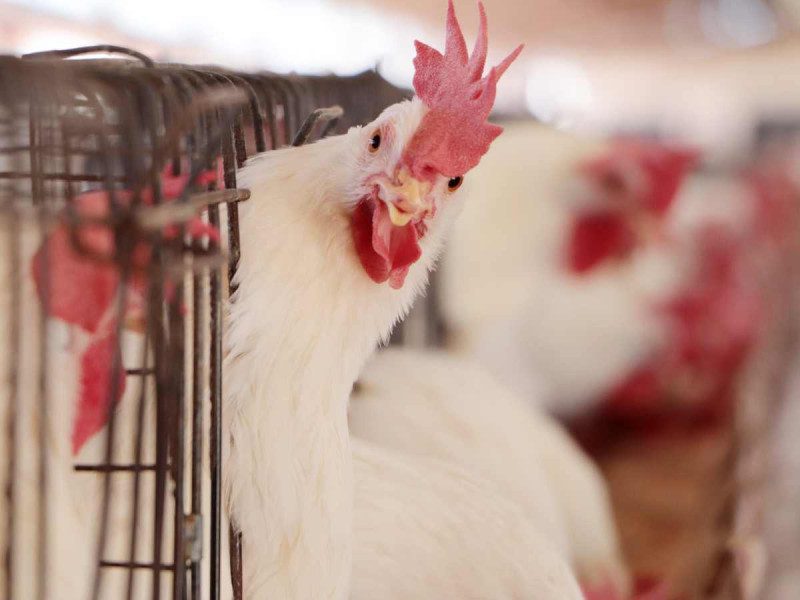 Brote de gripe aviar ahora en Aguascalientes
