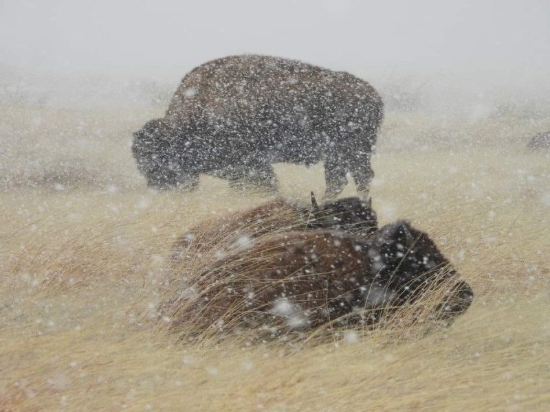 Nevadas en Zona protegida de Chihuahua dejan espectaculares imágenes