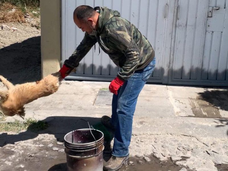Sujeto azota brutalmente a perrito contra el piso; según “lo bañaba”